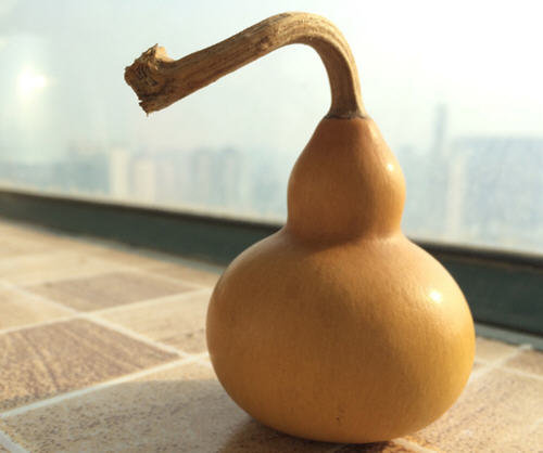 新摘的葫芦怎么处理-图解新葫芦怎么处理方法2