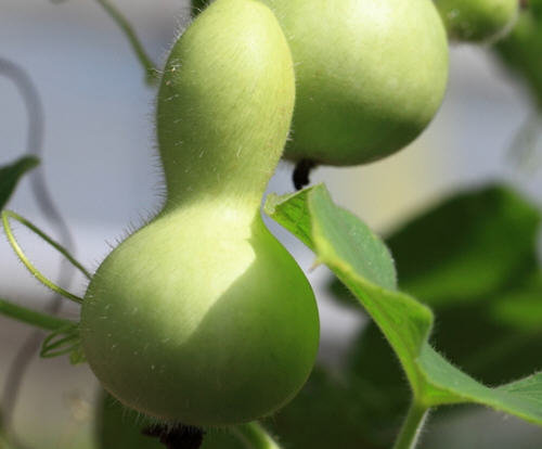 新摘的葫芦怎么处理-图解新葫芦怎么处理方法3