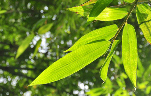 粽叶是什么叶子-包粽子的叶子是什么植物图解2