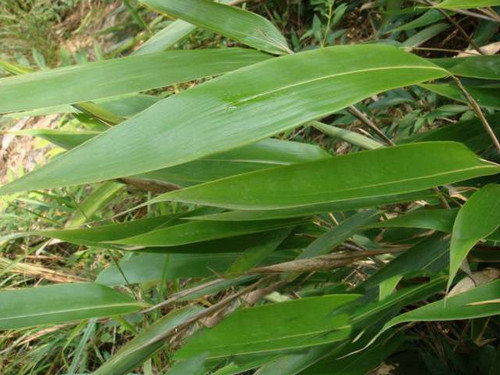 粽叶是什么叶子-包粽子的叶子是什么植物图解3