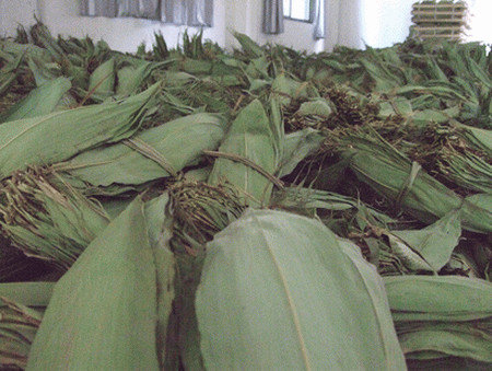 粽叶是什么叶子-包粽子的叶子是什么植物图解4