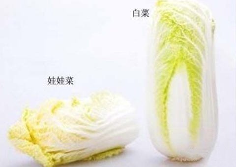 讲解：娃娃菜和大白菜的区别1