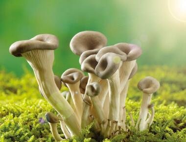 蘑菇(鲜蘑)的热量-蘑菇(鲜蘑)的营养素含量(每100克)2