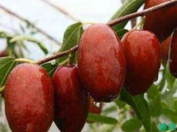 (鲜)枣的热量-(鲜)枣营养价值(每100克)2