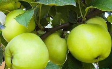 青苹果的热量-青苹果的营养价值(每100克)2