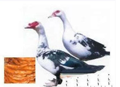 中国九大残忍菜-中国最残忍的9大菜肴，不喜慎入5