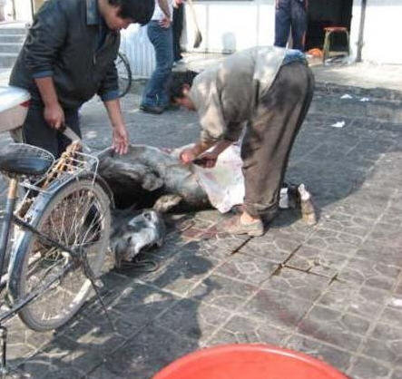 中国九大残忍菜-中国最残忍的9大菜肴，不喜慎入7