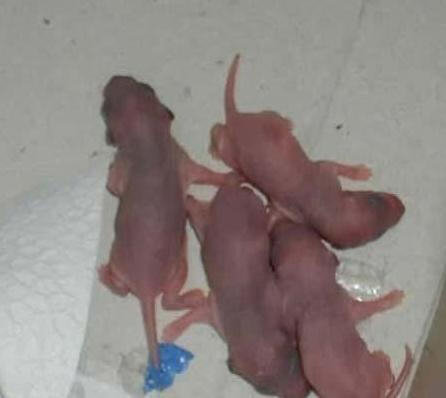 中国九大残忍菜-中国最残忍的9大菜肴，不喜慎入8