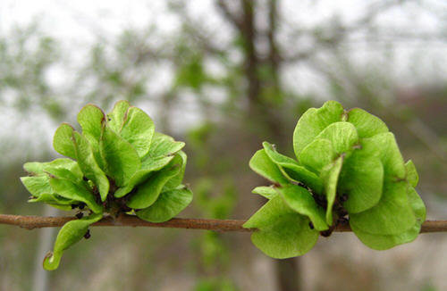 榆钱的来历（由来介绍）-榆钱的民间传说故事2