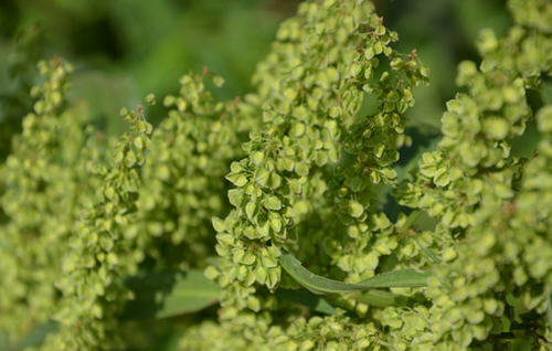 榆钱的来历（由来介绍）-榆钱的民间传说故事3