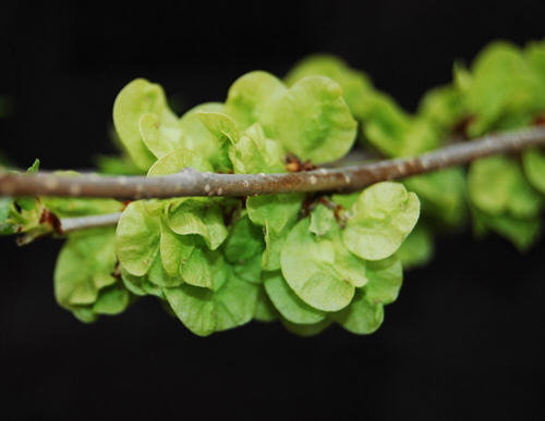 榆钱的来历（由来介绍）-榆钱的民间传说故事4