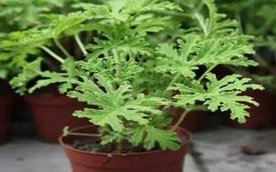 家里放一物绝对没蚊子-推荐夏季最佳防蚊虫植物1