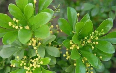 家里放一物绝对没蚊子-推荐夏季最佳防蚊虫植物2