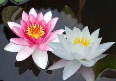 家里放一物绝对没蚊子-推荐夏季最佳防蚊虫植物5