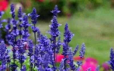 家里放一物绝对没蚊子-推荐夏季最佳防蚊虫植物6