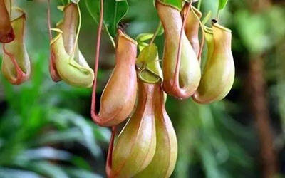 家里放一物绝对没蚊子-推荐夏季最佳防蚊虫植物7