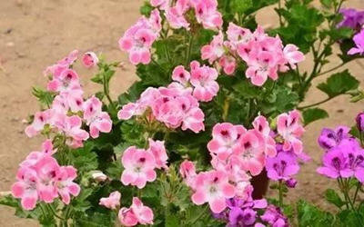 家里放一物绝对没蚊子-推荐夏季最佳防蚊虫植物8