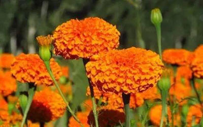 家里放一物绝对没蚊子-推荐夏季最佳防蚊虫植物11