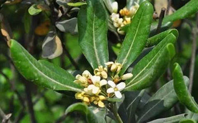 家里放一物绝对没蚊子-推荐夏季最佳防蚊虫植物9