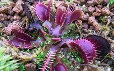 家里放一物绝对没蚊子-推荐夏季最佳防蚊虫植物10