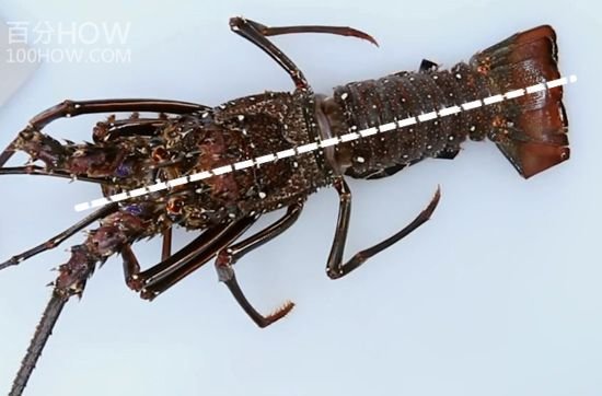 波士顿龙虾怎么处理-图解波士顿龙虾的清洗方法7
