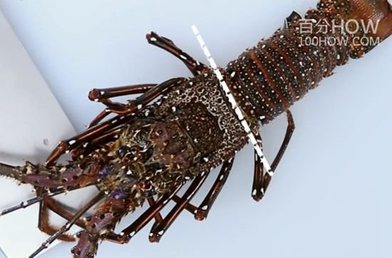 波士顿龙虾怎么处理-图解波士顿龙虾的清洗方法16