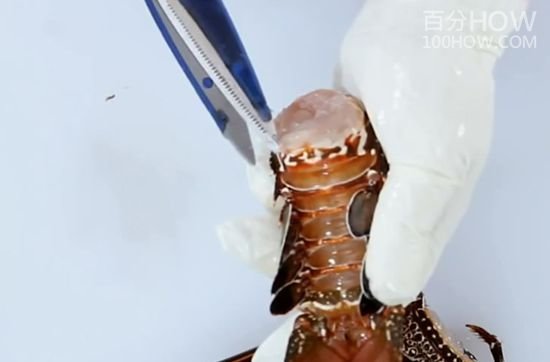 波士顿龙虾怎么处理-图解波士顿龙虾的清洗方法19