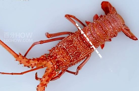 波士顿龙虾怎么处理-图解波士顿龙虾的清洗方法26