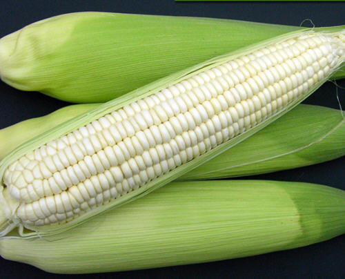 白糯玉米是转基因的玉米吗-糯玉米是转基因的吗1
