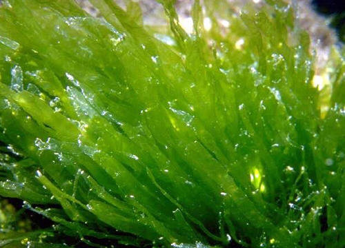 浒苔能吃吗-浒苔到底可以吃不1