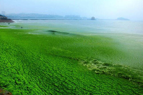浒苔能吃吗-浒苔到底可以吃不2