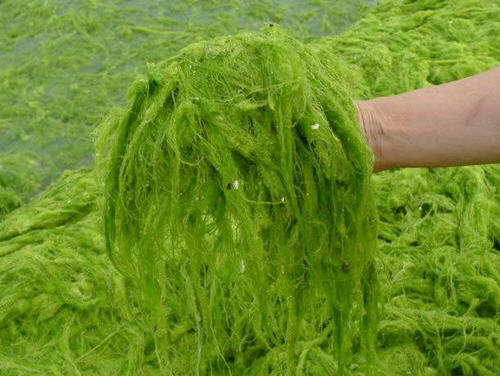 浒苔能吃吗-浒苔到底可以吃不3