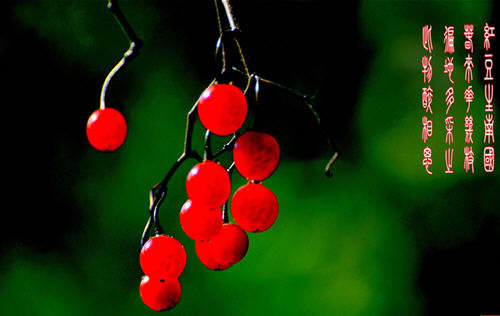 红豆生南国中的红豆是什么豆？为何叫相思豆？