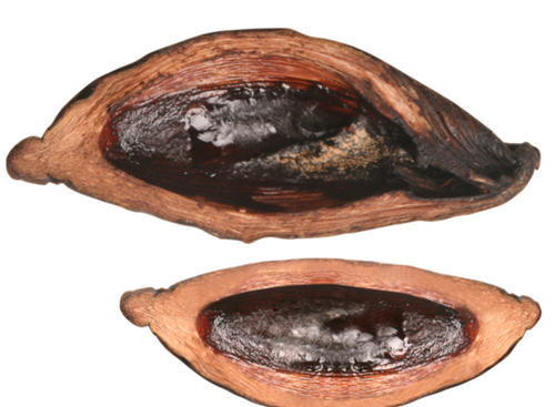 吃槟榔为什么会出汗-吃槟榔为什么会冒汗的原因2