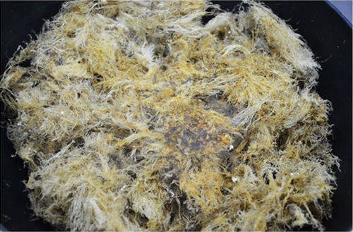 海菜凉粉的制作方法图解-自制海菜凉粉的做法3