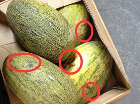 千万别买这样的哈蜜瓜-切开的哈蜜瓜看完你就懂了1