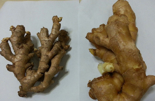 毒姜怎么辨别-毒生姜的辨别方法图解2