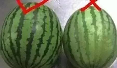 西瓜有公母之分吗？西瓜公母怎么看？1