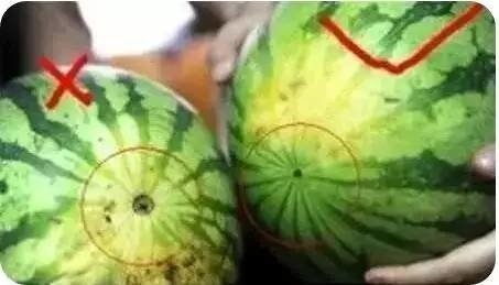 西瓜有公母之分吗？西瓜公母怎么看？2
