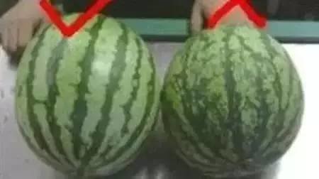 西瓜有公母之分吗？西瓜公母怎么看？3