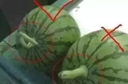 西瓜有公母之分吗？西瓜公母怎么看？4