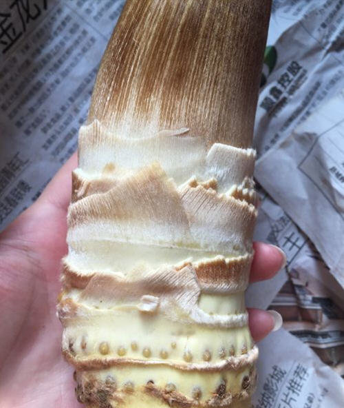 冬笋剥皮几层才不浪费-冬笋剥皮拨到什么程度3