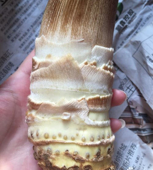 冬笋剥皮几层才不浪费-冬笋剥皮拨到什么程度4