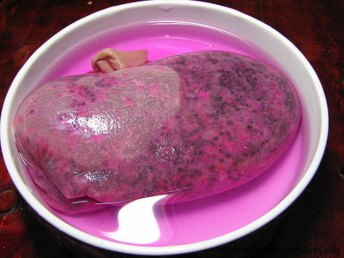 图文教程：阳台火龙果盆栽怎么种4