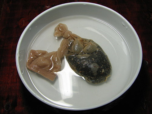 图文教程：阳台火龙果盆栽怎么种5