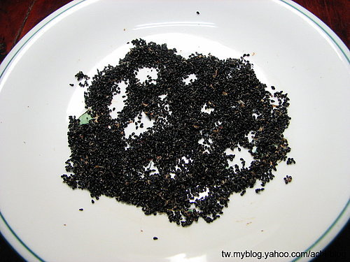 图文教程：阳台火龙果盆栽怎么种8