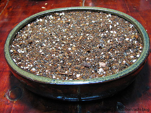 图文教程：阳台火龙果盆栽怎么种9