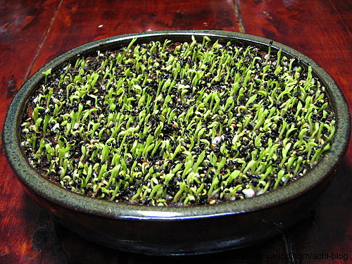 图文教程：阳台火龙果盆栽怎么种11