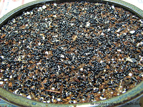 图文教程：阳台火龙果盆栽怎么种10