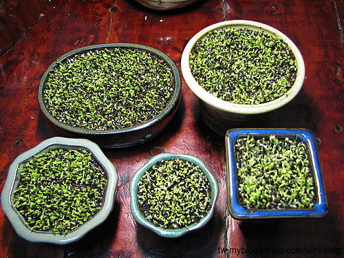 图文教程：阳台火龙果盆栽怎么种12